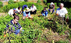 Community Gardening