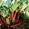 Rhubarb