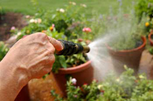 Vital Veggies watering system